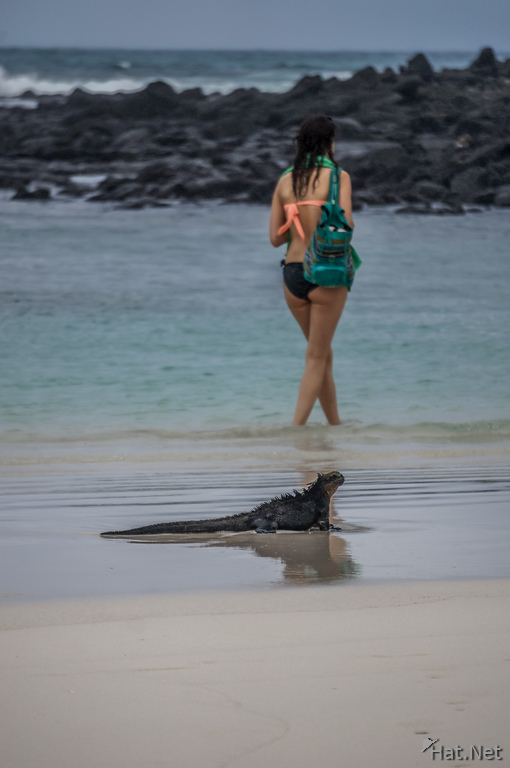 Marine Iguana and Beach Girl near Tortuga Bay