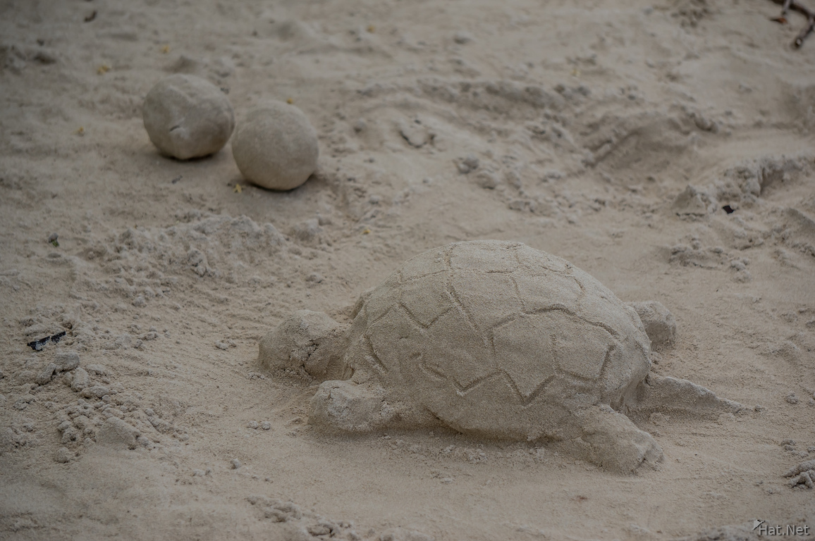Turtle sand sculpture tortuga bay