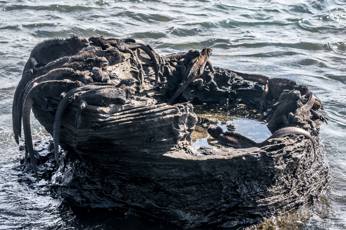 Marine Iguanas on James Bay