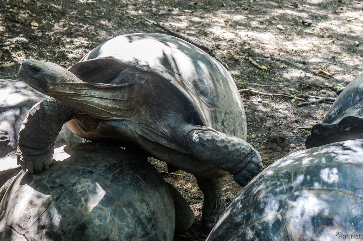 Land Tortoise Breeding Center on Isla Isabella