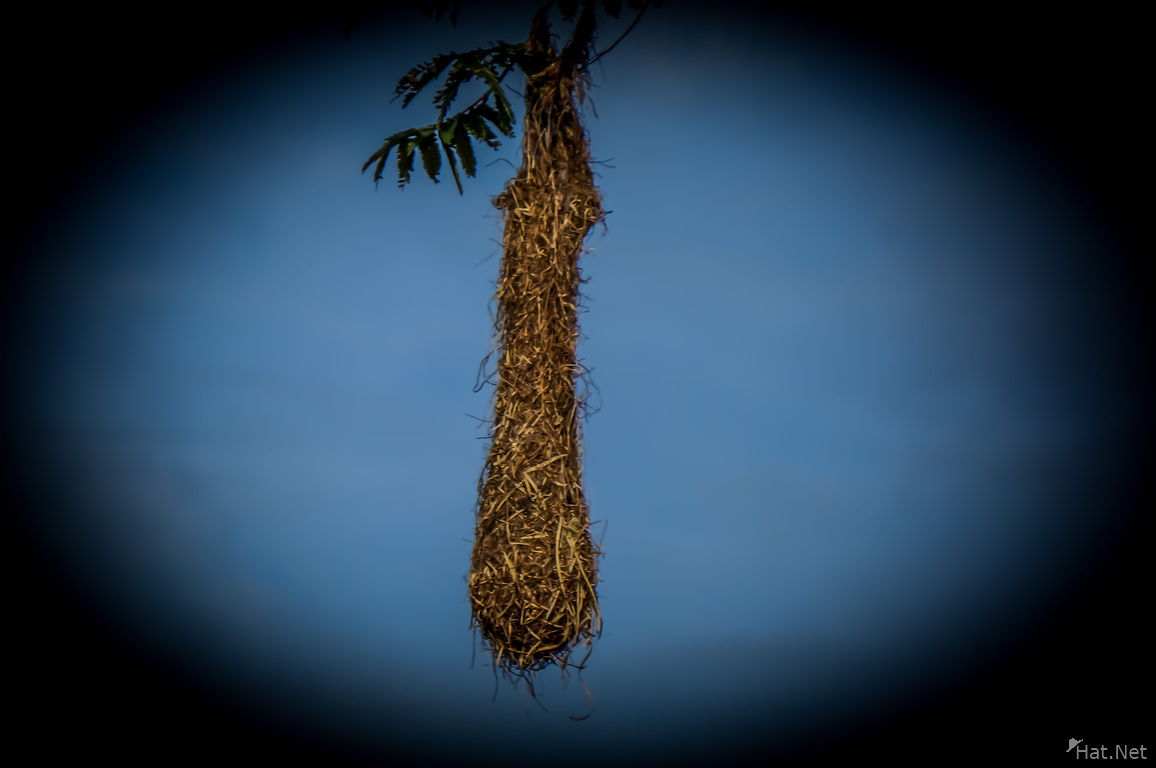 bird nest hanging on trees