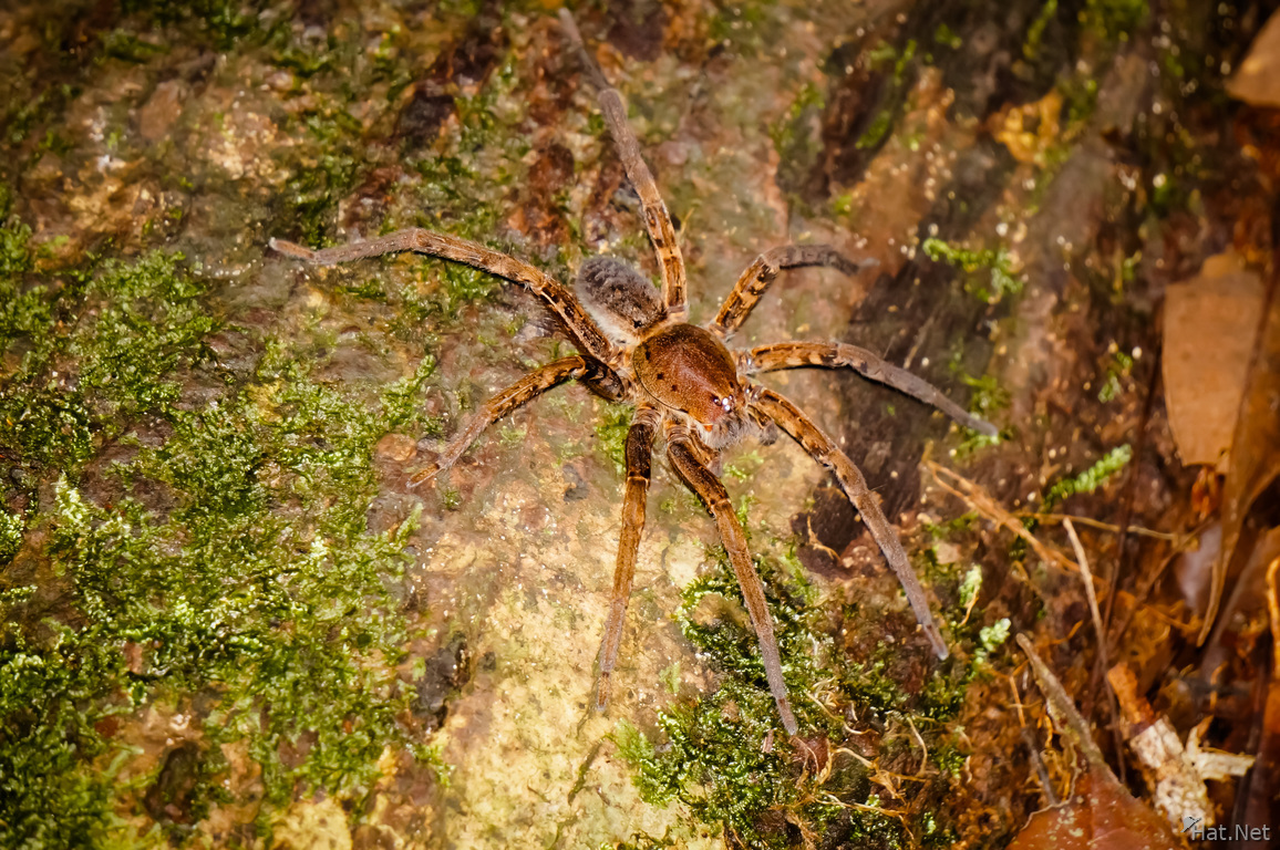 Scary big Amazon Brown spider