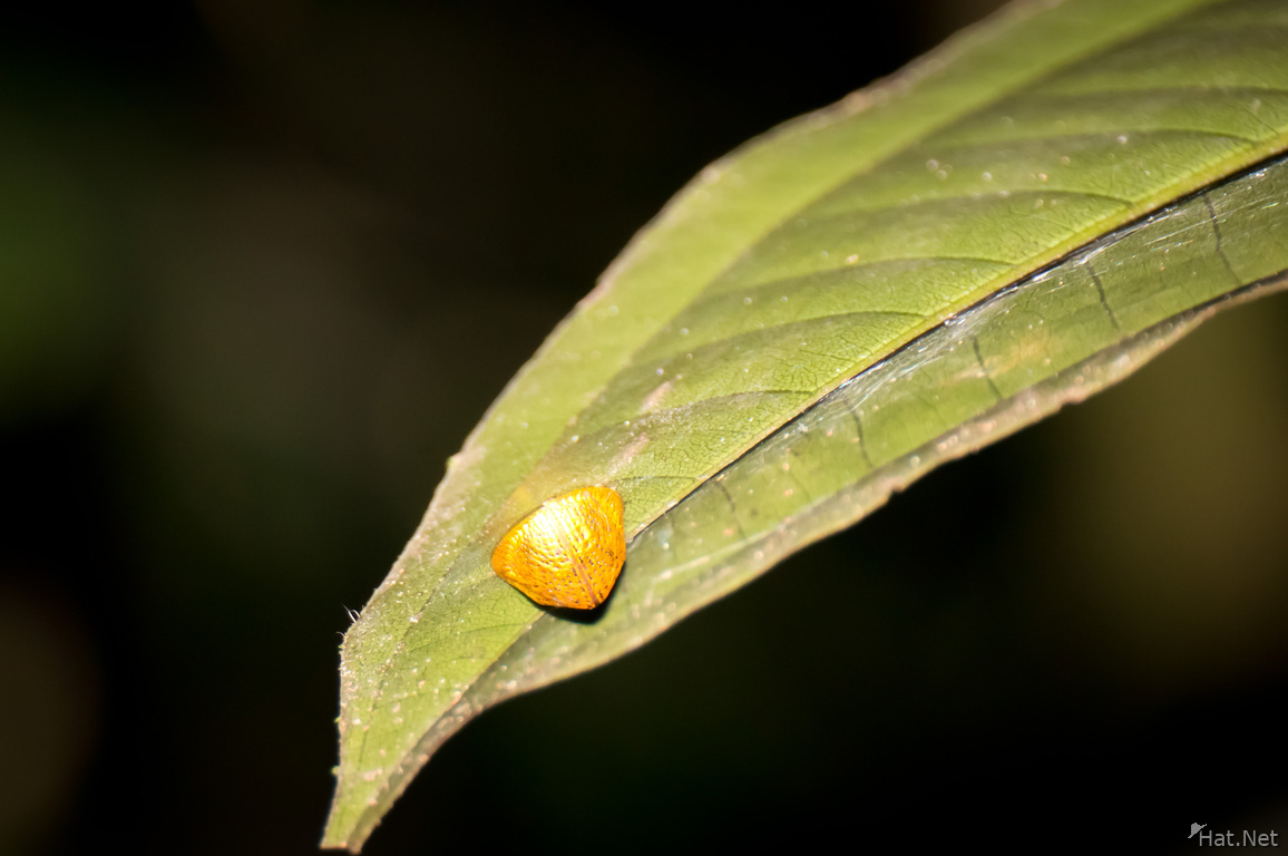 orange lady bug shell