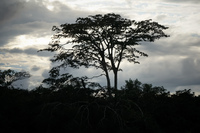Amazon Day 1 Amazon,  Cuyabeno Reserve,  Sucumbios,  Ecuador, South America