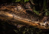 Amazon Caiman Amazon,  Cuyabeno Reserve,  Sucumbios,  Ecuador, South America