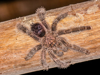 Amazon tarantula spider Amazon,  Cuyabeno Reserve,  Sucumbios,  Ecuador, South America