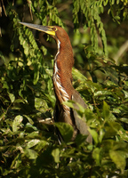 night heron Amazon,  Cuyabeno Reserve,  Sucumbios,  Ecuador, South America