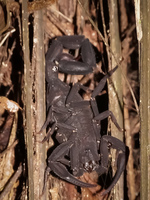 Amazon Scorpion Amazon,  Cuyabeno Reserve,  Sucumbios,  Ecuador, South America