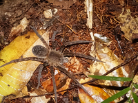 tarantula spdier Amazon,  Cuyabeno Reserve,  Sucumbios,  Ecuador, South America