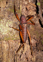 Amazon Red Locust Amazon,  Cuyabeno Reserve,  Sucumbios,  Ecuador, South America