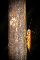 Amazon Crockroach Amazon,  Cuyabeno Reserve,  Sucumbios,  Ecuador, South America