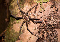 Banana spider Amazon,  Cuyabeno Reserve,  Sucumbios,  Ecuador, South America