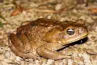 Bull frog Amazon,  Cuyabeno Reserve,  Sucumbios,  Ecuador, South America