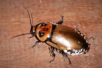 beetle Amazon,  Cuyabeno Reserve,  Sucumbios,  Ecuador, South America
