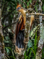 Stinky Turkey Amazon,  Cuyabeno Reserve,  Sucumbios,  Ecuador, South America