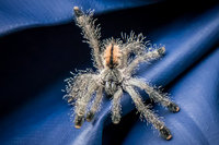 Tarantula spdier Baby Amazon,  Cuyabeno Reserve,  Sucumbios,  Ecuador, South America