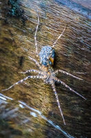 Fishing Spider Amazon,  Cuyabeno Reserve,  Sucumbios,  Ecuador, South America