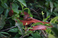 red snake Amazon,  Cuyabeno Reserve,  Sucumbios,  Ecuador, South America