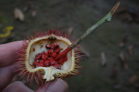 fruit for red coloring Amazon,  Cuyabeno Reserve,  Sucumbios,  Ecuador, South America