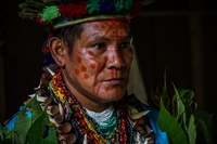 Mr Shaman Amazon,  Cuyabeno Reserve,  Sucumbios,  Ecuador, South America