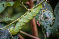 big green caterpillar Amazon,  Cuyabeno Reserve,  Sucumbios,  Ecuador, South America
