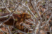 Tree Iguana of North Seymour Puerto Ayora, Galapagos, Ecuador, South America