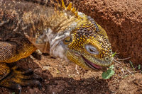 Land Iguana of North Seymour Puerto Ayora, Galapagos, Ecuador, South America