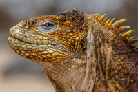 godzilla repitles Puerto Ayora, Galapagos, Ecuador, South America