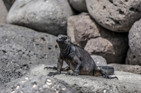 marine iguana Puerto Ayora, Galapagos, Ecuador, South America