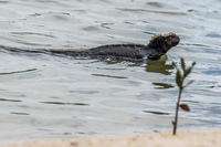 20140510131725-Marine_Iguana_Swimming_in_Lagoon