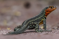 20140512091657-Female_lava_lizard_near_Tortuga_bay_Santa_Cruz_Island