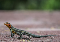 Lava Liazard - Female Puerto Ayora, Galapagos, Ecuador, South America