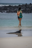 Marine Iguana and Beach Girl near Tortuga Bay Puerto Ayora, Galapagos, Ecuador, South America