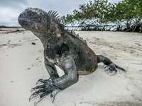 Marine Iguana near Tortuga Bay Puerto Ayora, Galapagos, Ecuador, South America