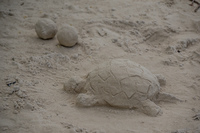 Turtle sand sculpture tortuga bay Puerto Ayora, Galapagos, Ecuador, South America