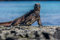 Marine Iguana sombre Chino Sombrero Chino, Rabida, Galapagos, Ecuador, South America