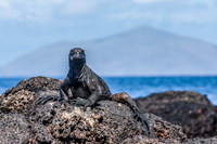 Marine Iguana sombre Chino Sombrero Chino, Rabida, Galapagos, Ecuador, South America