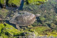 Sea Turtle stuck on Puerto Espinoza Fernandina Island, Galapagos, Ecuador, South America