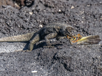 20140515090830-Lava_Lizard_eating_grasshopper_in_Fernandina