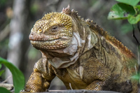 Land Iguana on Urbina Fernandina Island, Galapagos, Ecuador, South America
