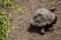 Land Tortoise Breeding Center on Isla Isabella Isabella, Galapagos, Ecuador, South America