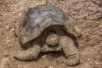 20140520103926-Giant_Tortoise_in_San_Cristobal_Breeding_Center