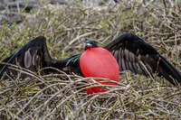 Male Frigate bird with Red Pouch Baloon in North Seymour-2 Puerto Ayora, Galapagos, Ecuador, South America