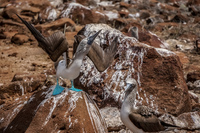 20140510110646-Mating_Ritual_of_Blue_Footed_Boobies