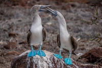20140510111203-Mating_Ritual_of_Blue_Footed_Boobies
