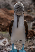 20140510111636-Mating_Ritual_of_Blue_Footed_Boobies