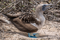 20140510111913-Blue_footed_booby_laying_eggs