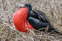 Male Frigate bird with Red Pouch Baloon in North Seymour Puerto Ayora, Galapagos, Ecuador, South America