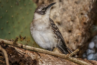 Mocking Bird of Santa Cruz Puerto Velasco Ibarra, Galapagos, Ecuador, South America
