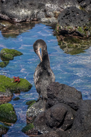 Flightless Comorant in Fernandina Fernandina Island, Galapagos, Ecuador, South America